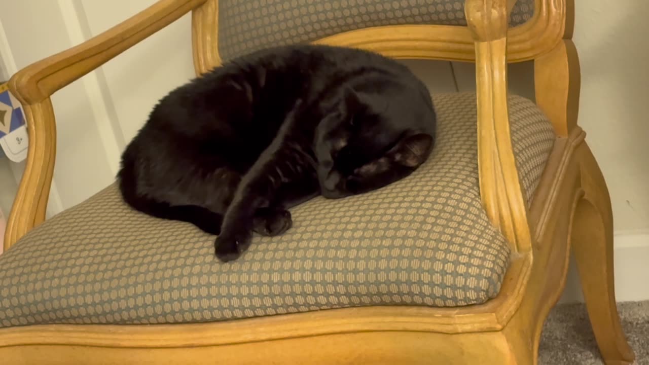 Cute Precious Piper Has Dreams of the Olympics - My Adopted Shelter Cat Vlog