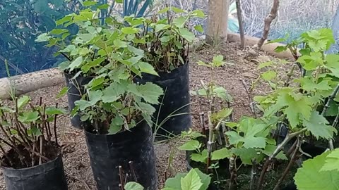 Grafting Grapevines | Proven Method for Strong Growth Part 2
