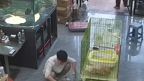 learning to juggle with kittens