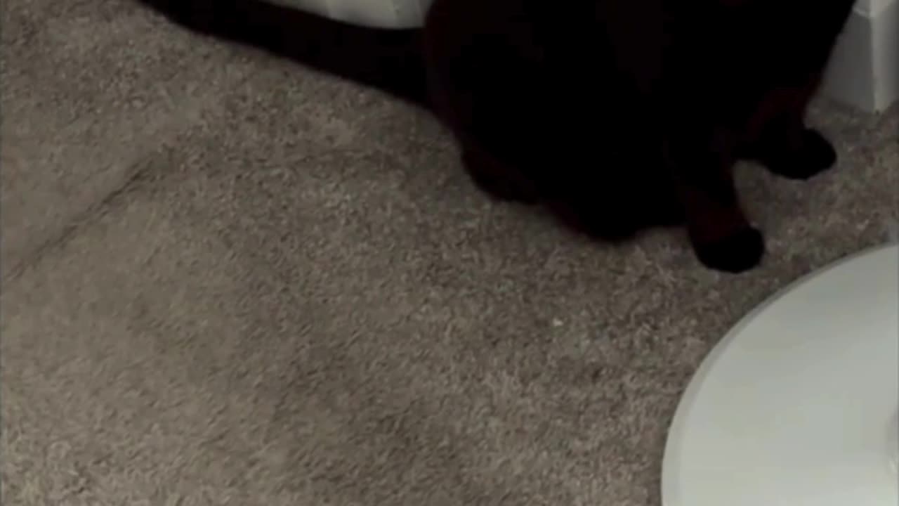 Cute Precious Piper Guards the Lobby Fan - My Adopted Shelter Cat Vlog #shorts