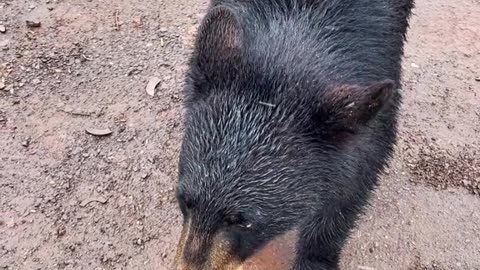 Feeding a Black Bear a Granola Bar