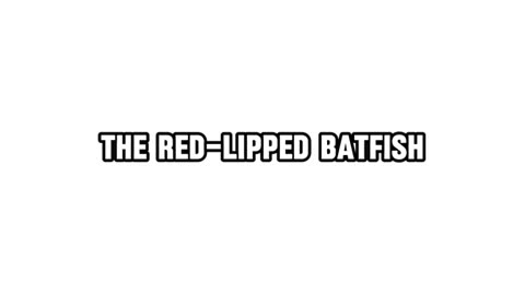 The red lipped bat fish most unique FISH!!