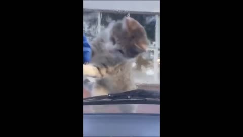 Cats&dogs