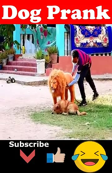 fake lion video#dog