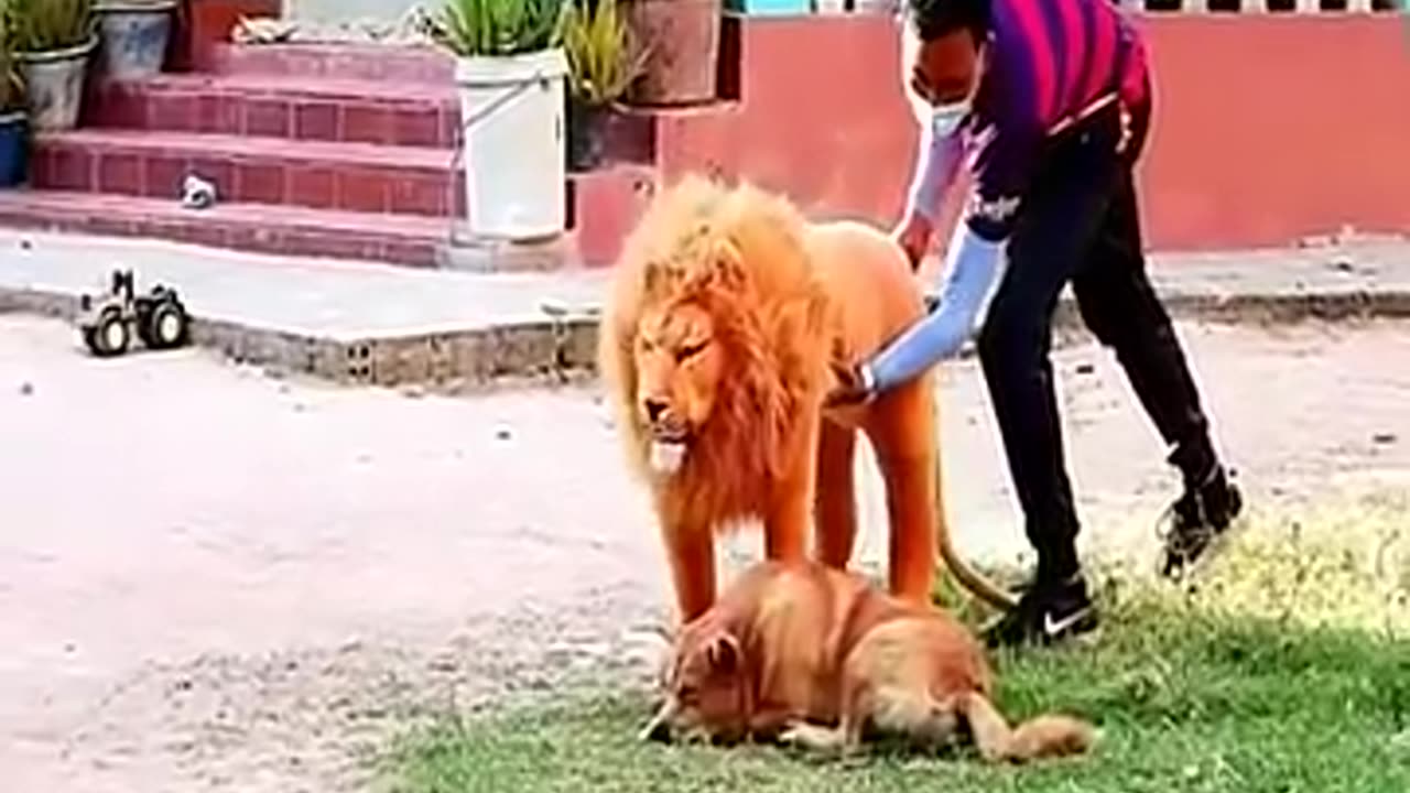 fake lion video#dog