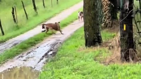 skunk, dog and 2 pigs