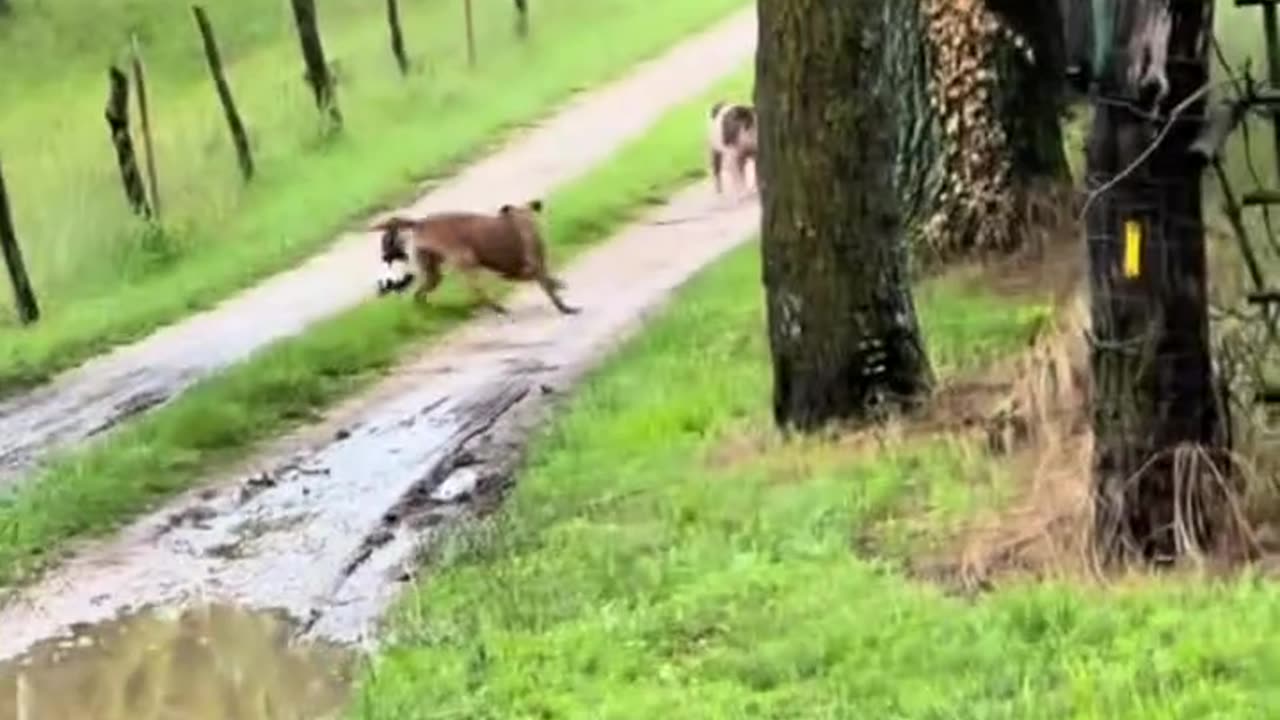 skunk, dog and 2 pigs
