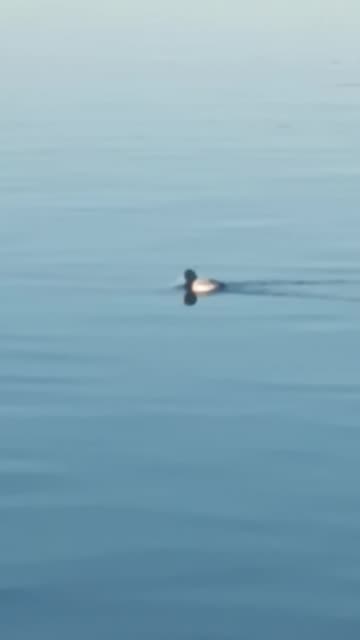 Bufflehead duck