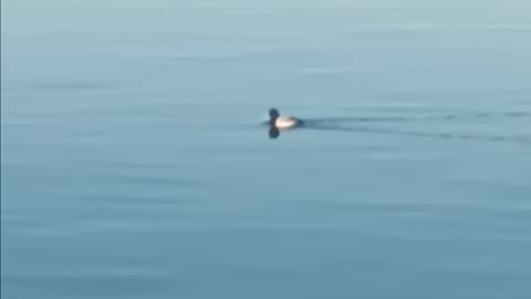 Bufflehead duck