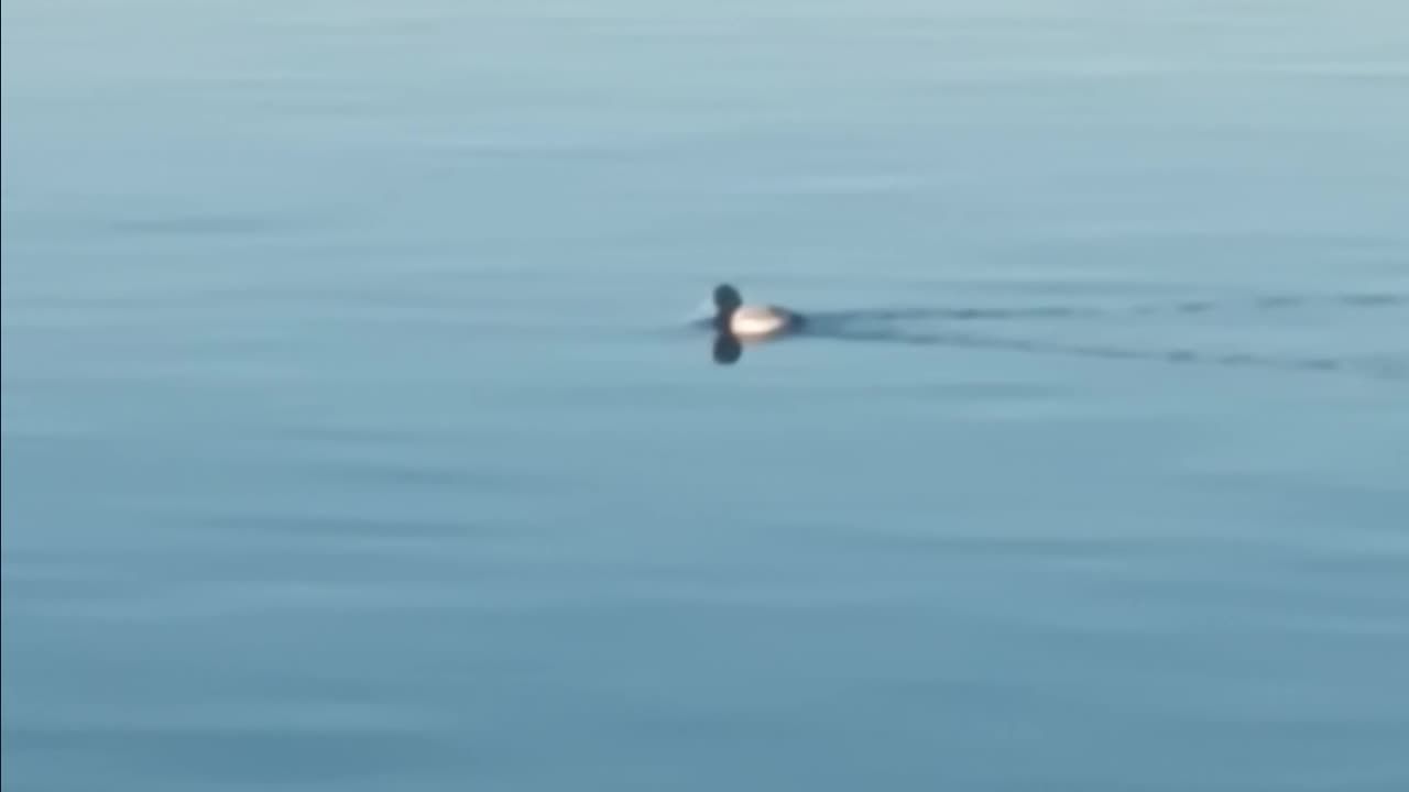Bufflehead duck