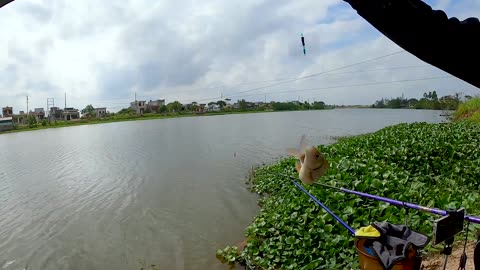Rudd Float Fishing in Lake Reed Beds