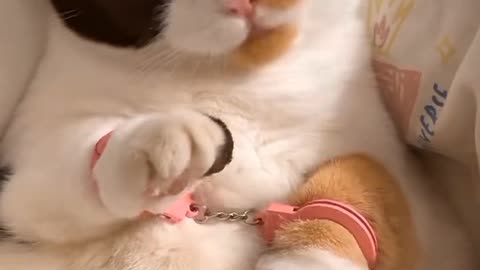 INNOCENT CUTE CAT