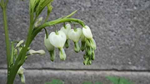 Bleeding Heart