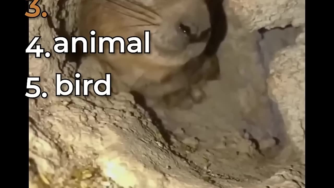 funny animals