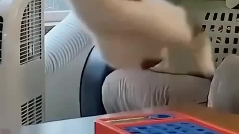 Funny Cats