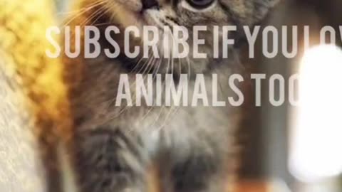 🐾🤣 Cutest Cats & Dogs | Heartwarming Funny Moments!