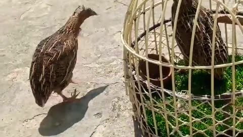 Batair ki masti #apnasaraikychannel1 #shorts