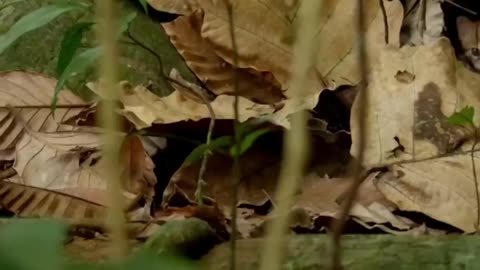 The world's smallest wildcat
