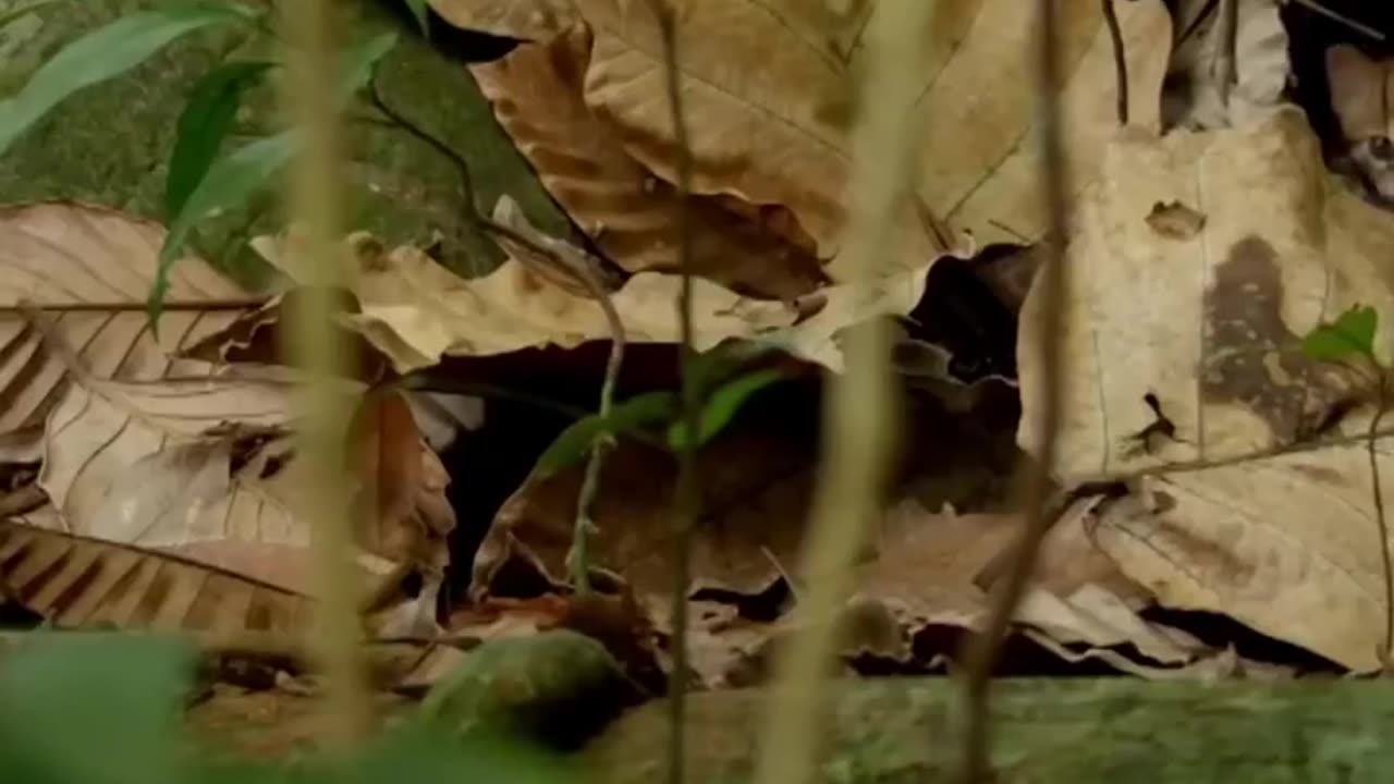 The world's smallest wildcat