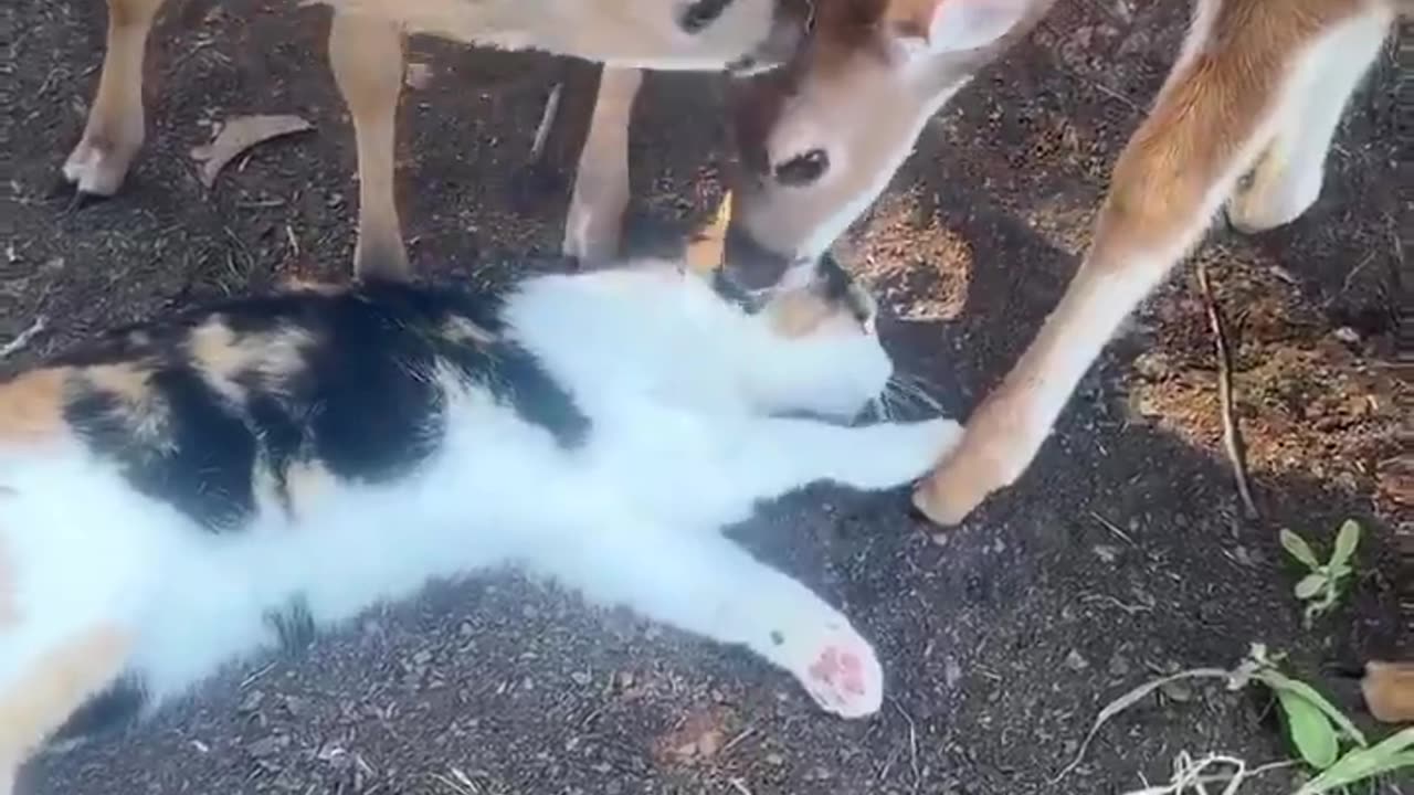 Is this heaven? For me or the cat though LOL 🤣