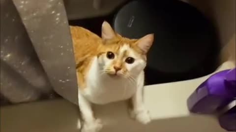 Funny cats
