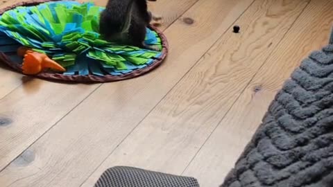 Puppy Does Battle With a Blueberry