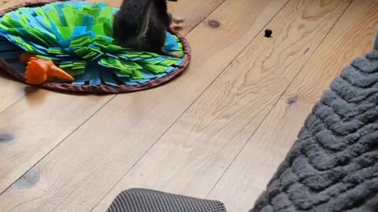 Puppy Does Battle With a Blueberry