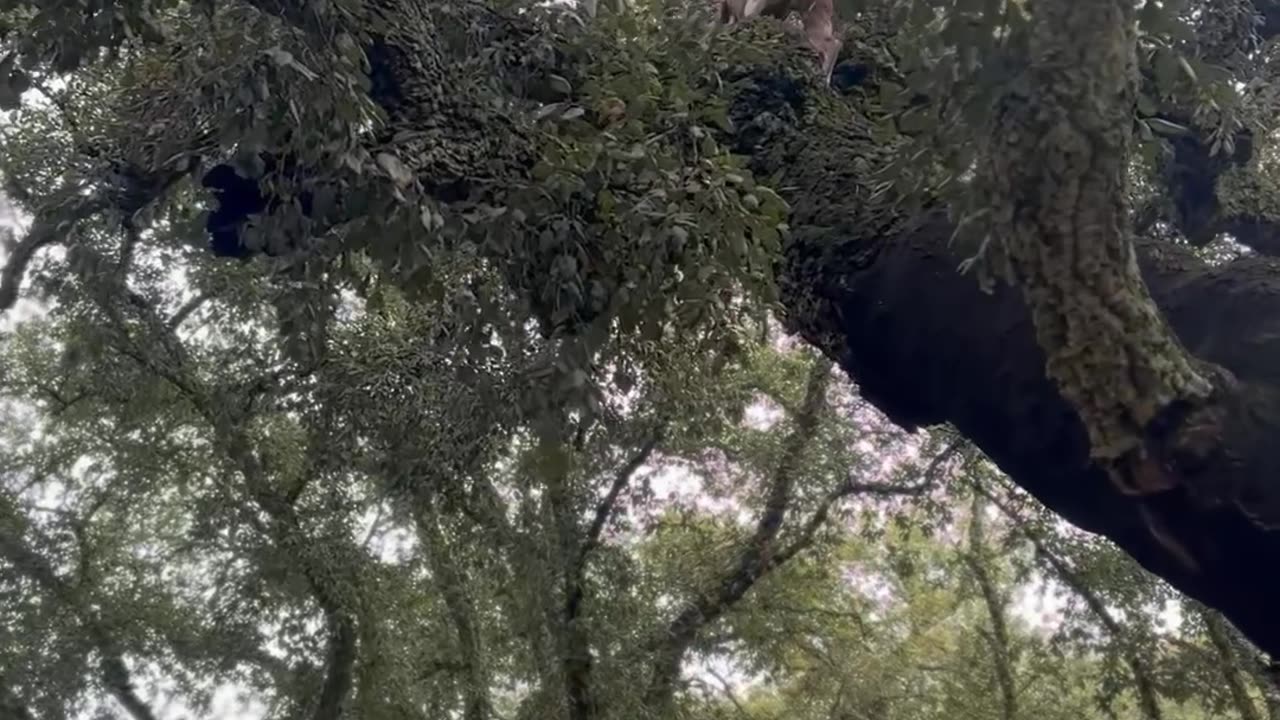 Dog Climbing a Cork Oak