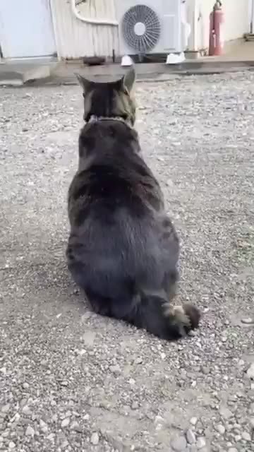 Cat thinks she’s an armadilo.. 😂