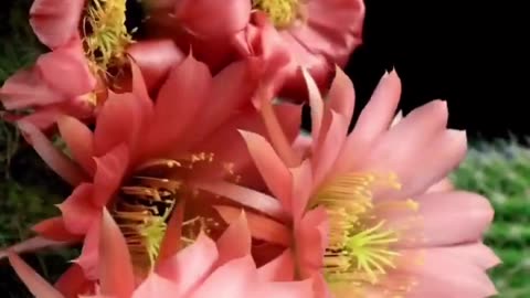 Flower time lapse