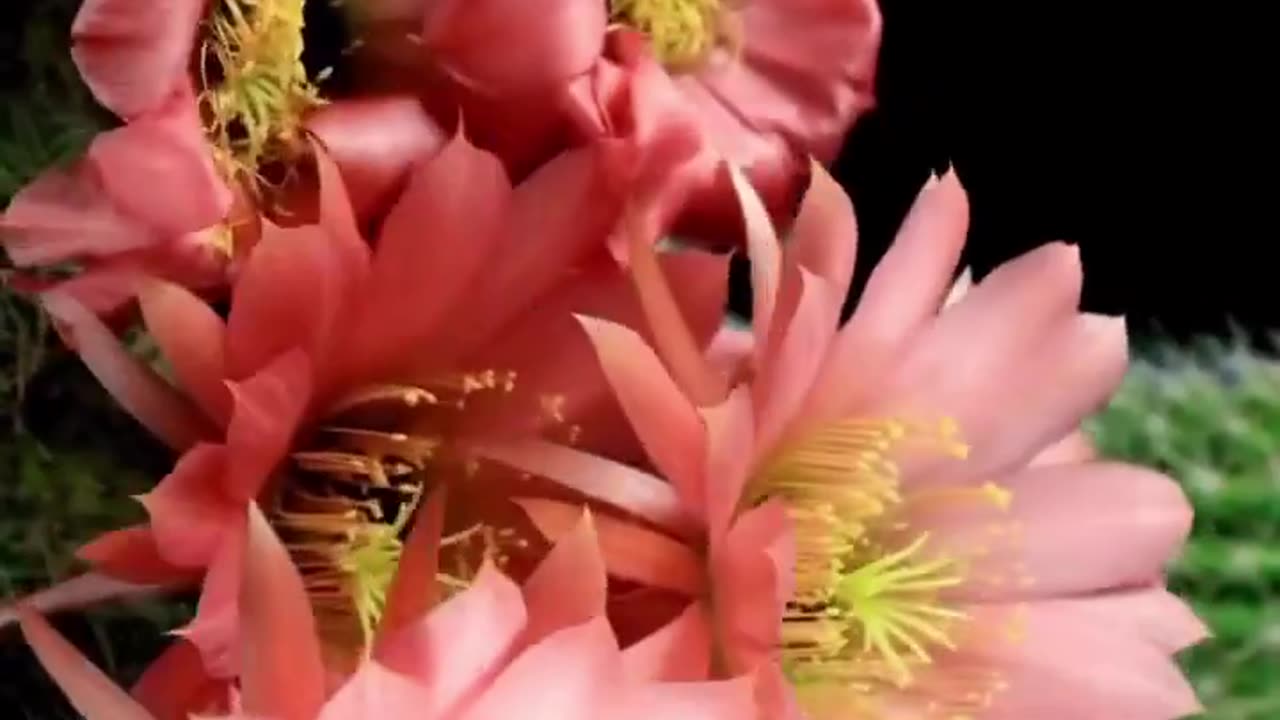Flower time lapse