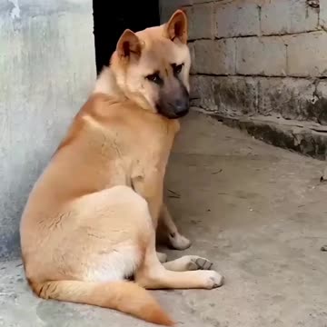 Dog Funny Video 🤭😂😂😂