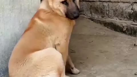 Dog Funny Video 🤭😂😂😂