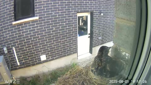 Nestlings nearly fledglings