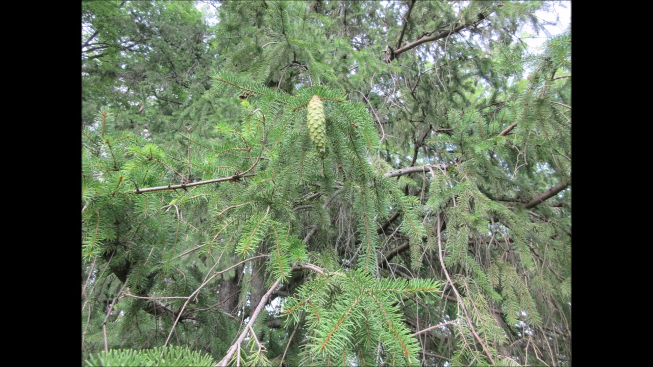 The Tree of Birth Spruce Tree July 2024