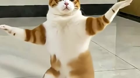 Let’s dance with lovely cat.
