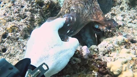 Hand Shake With an Octopus