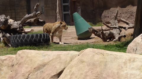 Lion at El Paso Zoo in Texas
