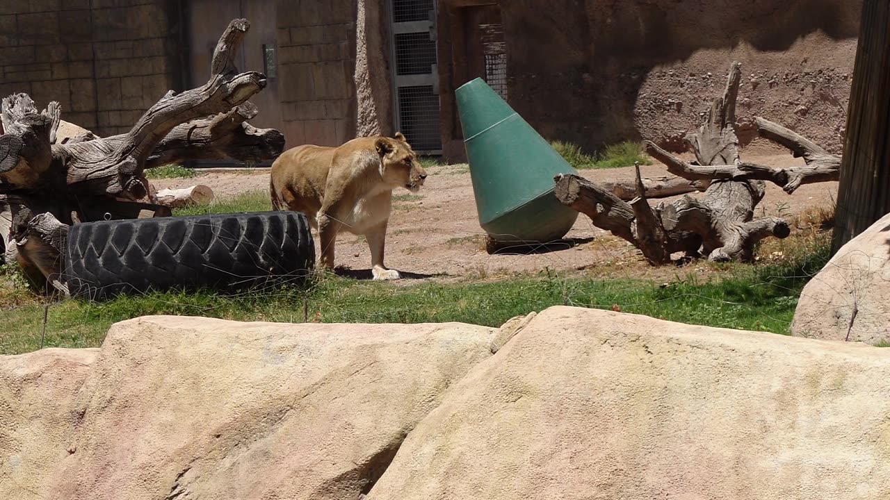Lion at El Paso Zoo in Texas