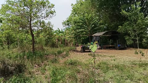 Cacao plantation Mae-On: 2025-05-10 06