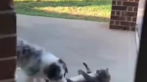Funny animals