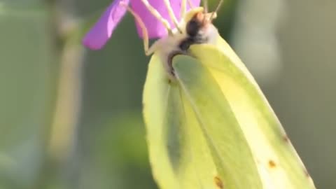 Nicotiana Rustica Insights