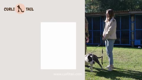 Upgrade your pet’s look with a Dog collar from CurliTail |.