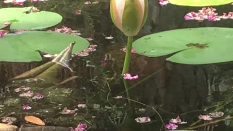 The Silent Blooming