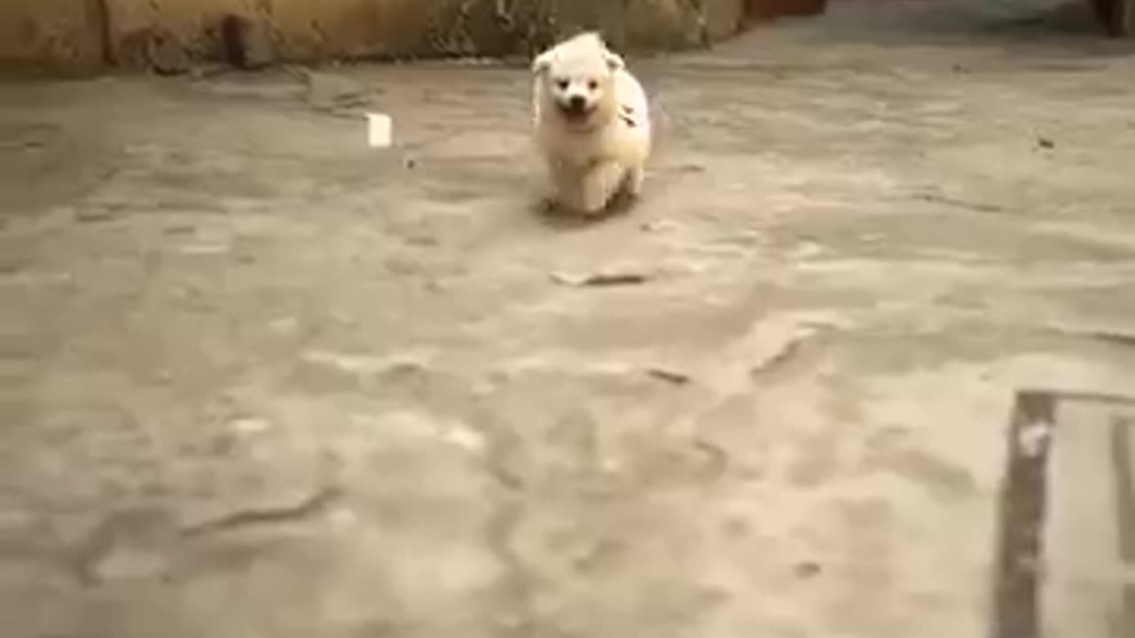 Viral animal video | #viral #animal