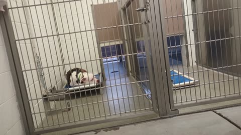 Marnie-naps 6y A853771 Dozer-great dane 4y A874782 kennel 219 harrys haven PACC shelter20250702_92