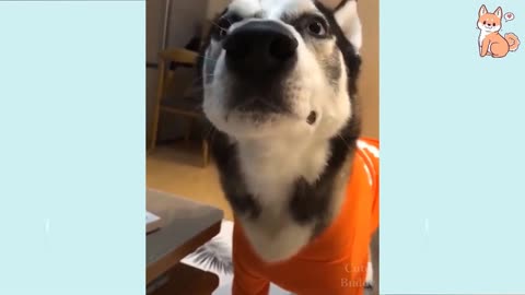 FUNNY VIDEOS 😂😂😂😂