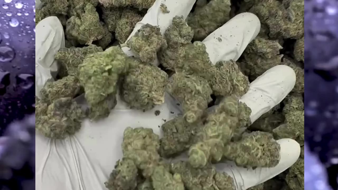 Grape Cookies THCa Flower | Hybrid | Sweet Grape Cookie Terps | Sleepy Relaxing | Bulk & White Label