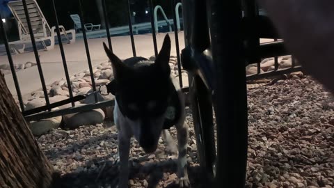 ChaCha Paco by mail box Paco shaken as lady left pool Paco ironically loves doggie walk20250701_253