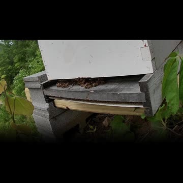 Sunday Morning Sun Up long cut